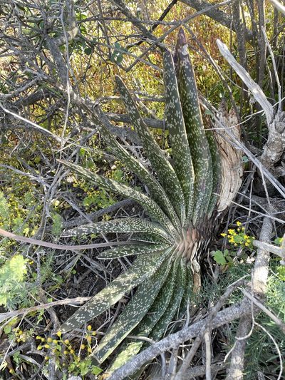 Gasteria brachyphylla, photographed by Matt Berger