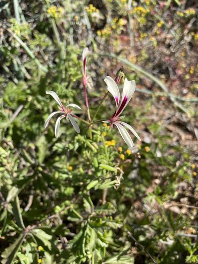 Pelargonium trifidum, photographed by Matt Berger