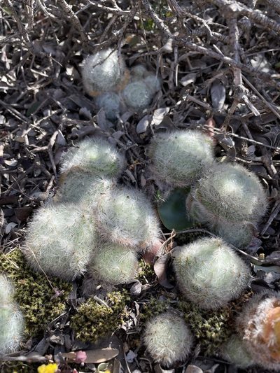 Crassula barbata, photographed by Matt Berger