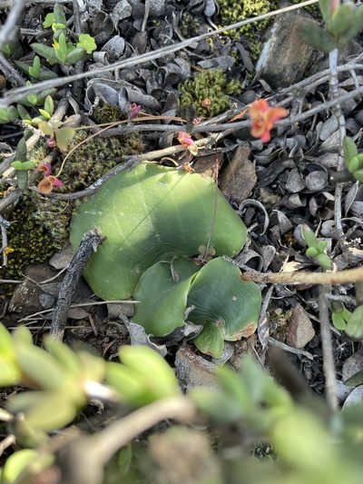 Holothrix burchellii, photographed by Matt Berger