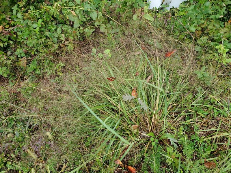 Eragrostis spectabilis, photographed by Tom Field
