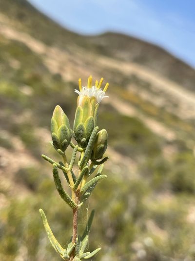 Pteronia succulenta, photographed by Matt Berger