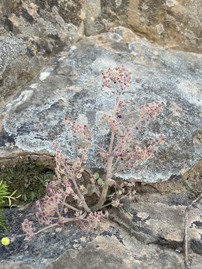Crassula nemorosa, photographed by Matt Berger