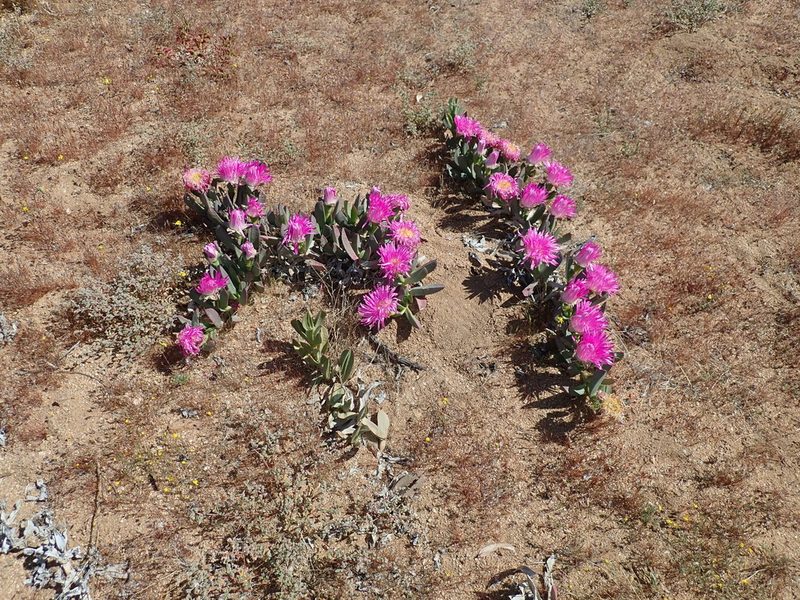 Carpobrotus quadrifidus, photographed by Peter Warren