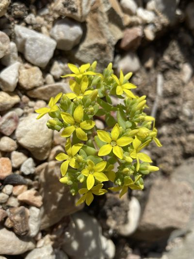 Crassula sebaeoides, photographed by Matt Berger