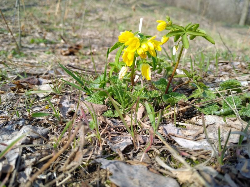Gymnospermium odessanum, photographed by Anna Petrosyan