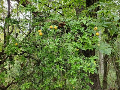 Citrus trifoliata, photographed by Tom Field