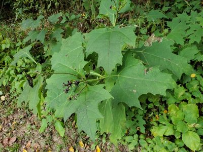 Smallanthus uvedalia, photographed by Tom Field