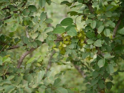 Dioscorea oppositifolia, photographed by Dinesh Valke