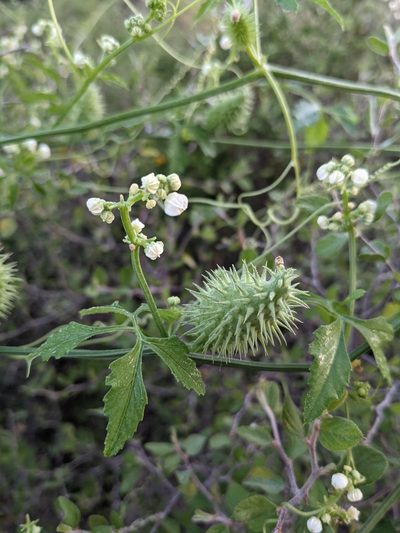 Cyclanthera naudiniana, photographed by mattmsa