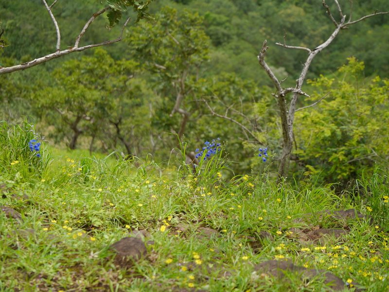 Delphinium malabaricum, photographed by Dinesh Valke