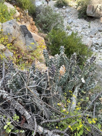 Quaqua pillansii, photographed by Matt Berger