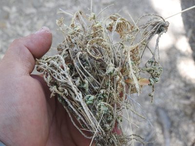 Selaginella pallescens, photographed by Daniel Galindo Espinosa