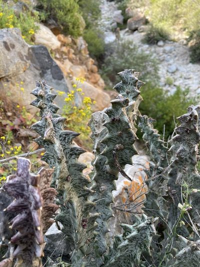 Quaqua pillansii, photographed by Matt Berger