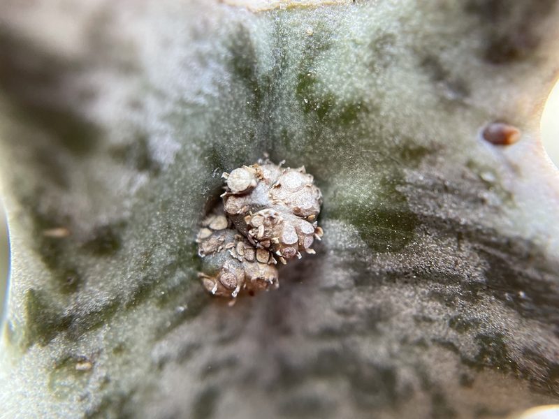 Quaqua pillansii, photographed by Matt Berger