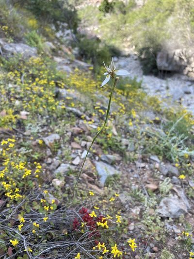 Moraea lilacina, photographed by Matt Berger