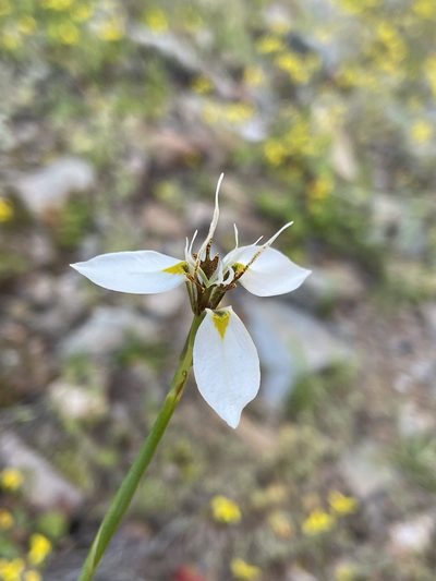 Moraea lilacina, photographed by Matt Berger