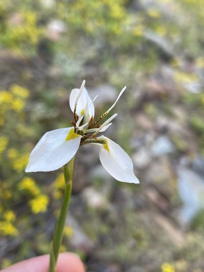 Moraea lilacina, photographed by Matt Berger