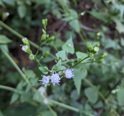 Fleischmannia incarnata, photographed by mattmsa