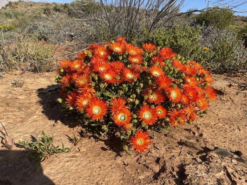 Drosanthemum speciosum, photographed by Matt Berger