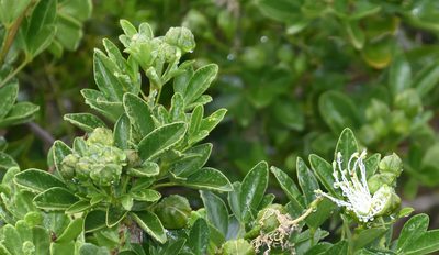 Maerua afra, photographed by Andrew Gillespie