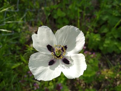 Papaver albiflorum, photographed by Anna Petrosyan