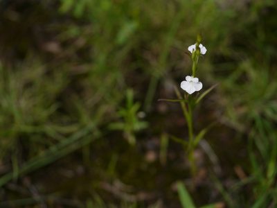Striga angustifolia, photographed by Dinesh Valke