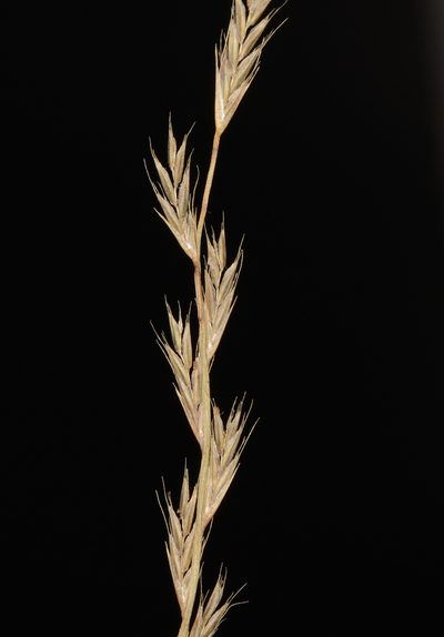 Tripogon jacquemontii, photographed by S.MORE