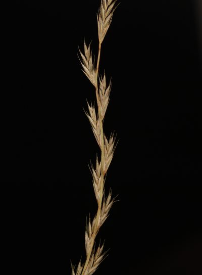 Tripogon jacquemontii, photographed by S.MORE