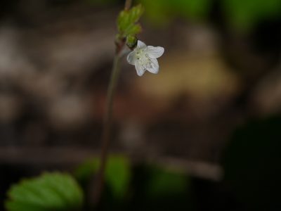 Hibiscus lobatus, photographed by Dinesh Valke