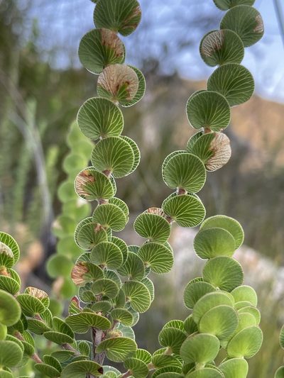 Cliffortia pulchella, photographed by Matt Berger