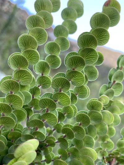 Cliffortia pulchella, photographed by Matt Berger
