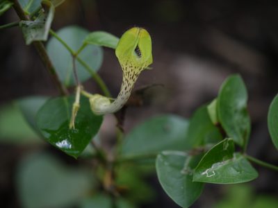Ceropegia hirsuta, photographed by Dinesh Valke