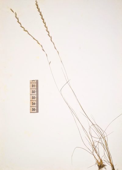 Tripogon jacquemontii, photographed by S.MORE