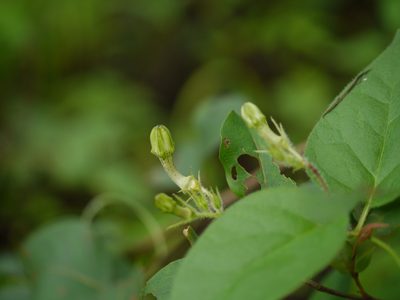 Ceropegia hirsuta, photographed by Dinesh Valke