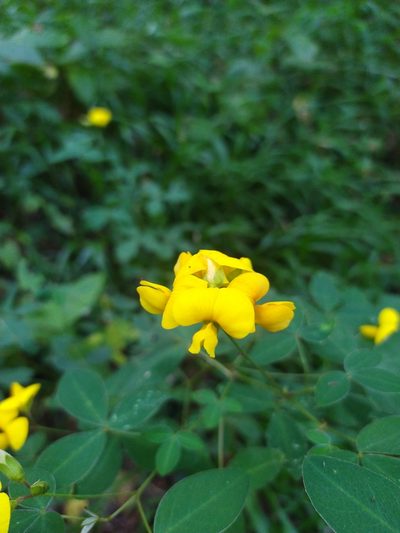 Argyrolobium tomentosum, photographed by Innes Buchner
