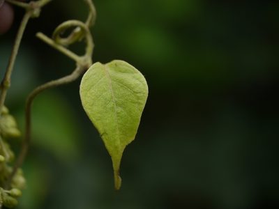 Aspidopterys cordata, photographed by Dinesh Valke