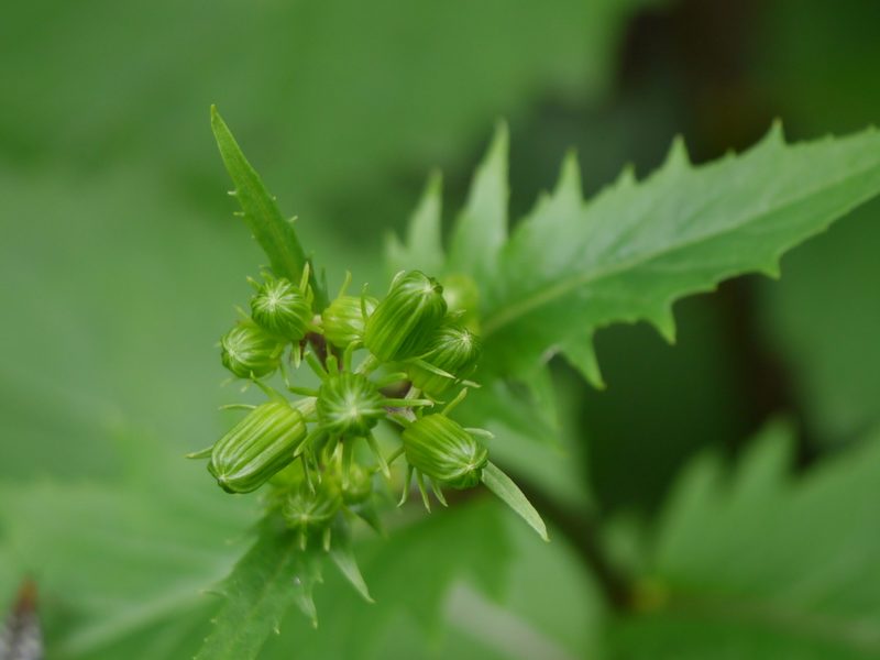 Gynura cusimbua, photographed by Dinesh Valke