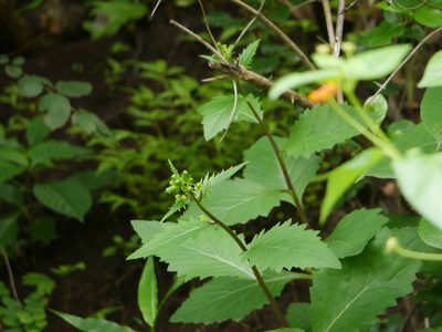Gynura cusimbua, photographed by Dinesh Valke