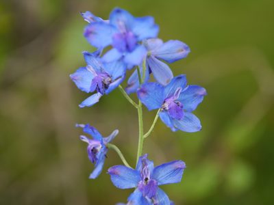 Delphinium malabaricum, photographed by Dinesh Valke