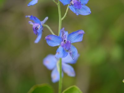 Delphinium malabaricum, photographed by Dinesh Valke