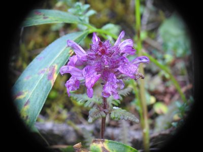 Pedicularis verticillata, photographed by Yves Bas