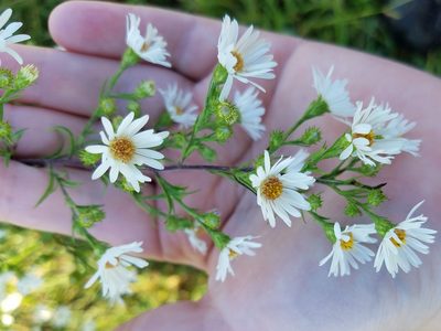 Symphyotrichum pilosum, photographed by Leila Dasher