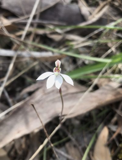 Caladenia prolata, photographed by Connor Margetts