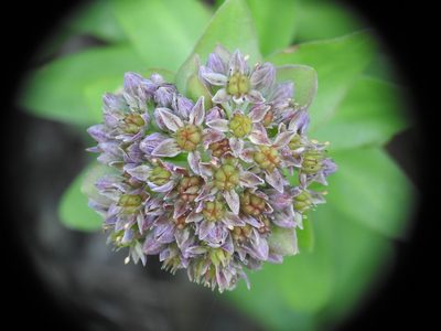 Hylotelephium anacampseros, photographed by Yves Bas