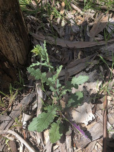 Senecio picridioides, photographed by Connor Margetts