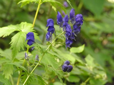 Aconitum degenii, photographed by Yves Bas