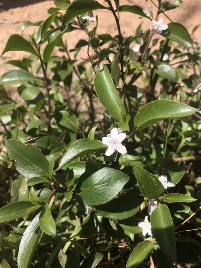 Myoporum petiolatum, photographed by Connor Margetts