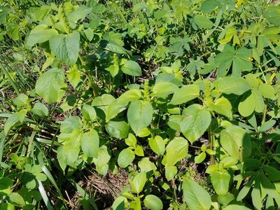Acalypha persimilis