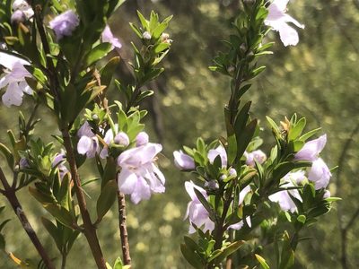 Prostanthera behriana, photographed by Connor Margetts